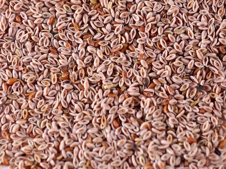 Psyllium Seeds