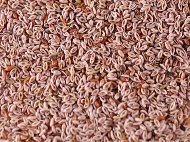 Psyllium Seeds